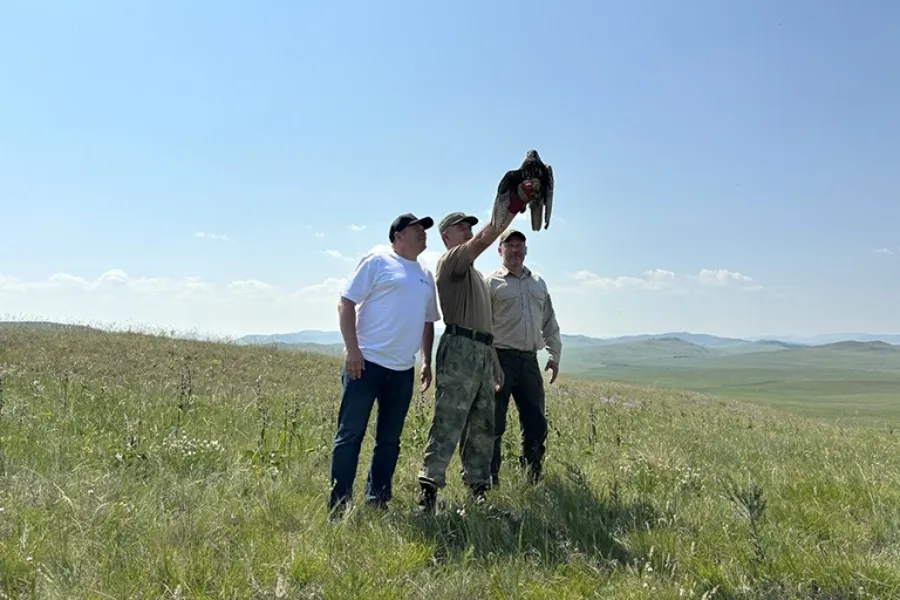 В Хакасии и Туве выпустили в дикую природу краснокнижных балобанов