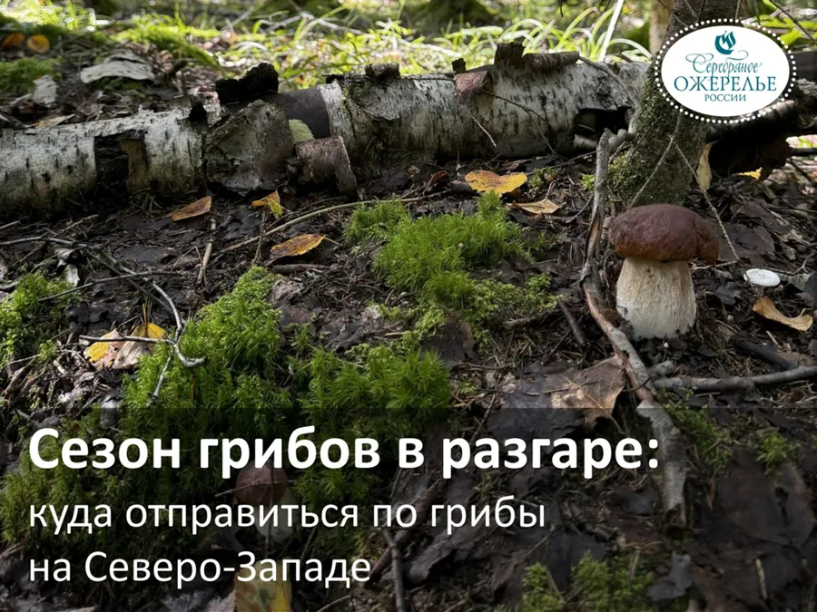 Сезон грибных прогулок стартовал в регионах Северо-Запада
