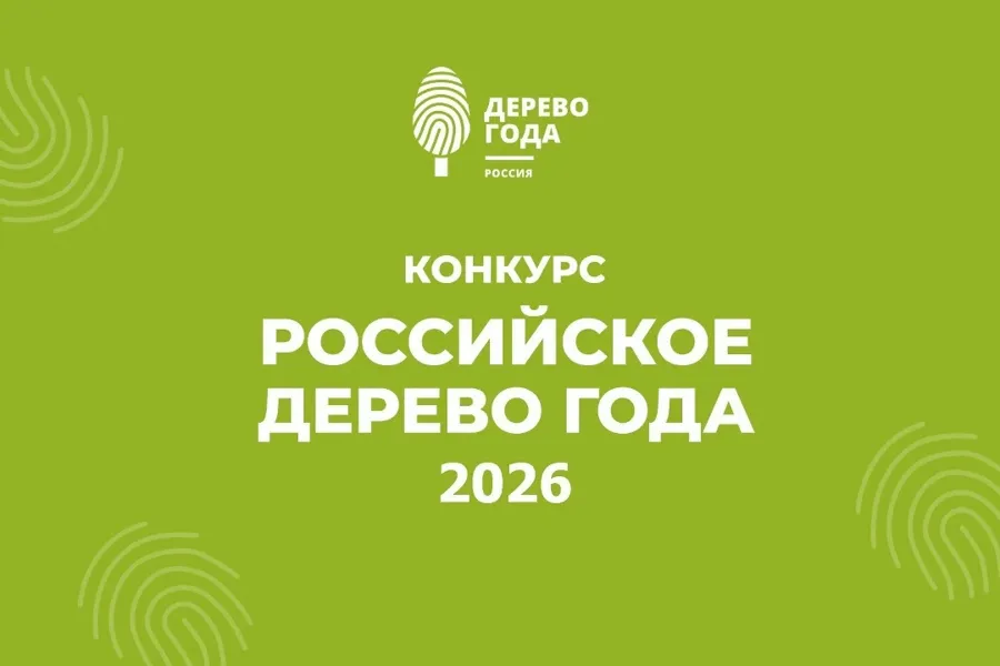 «Танечкина сосна» из Сясьстроя борется за звание «Российское дерево года — 2026»