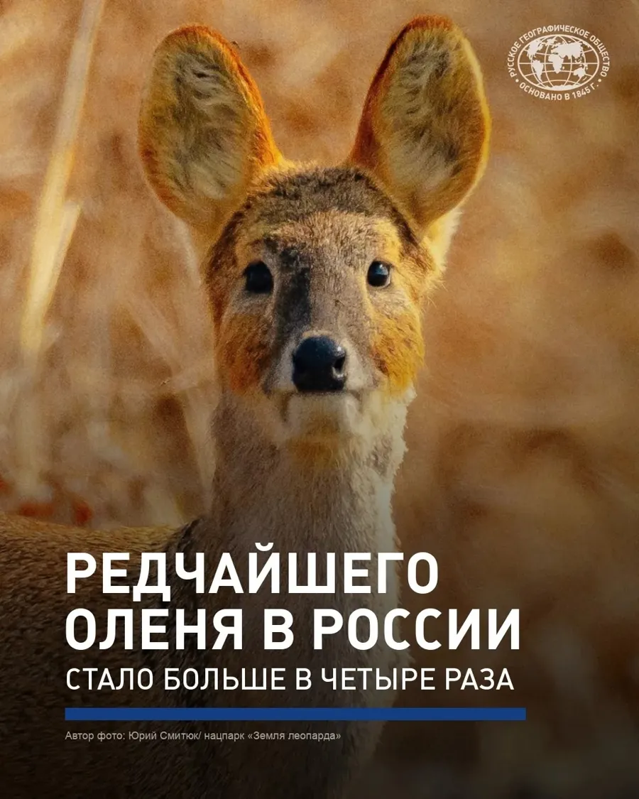 Популяция водяного оленя в национальном парке «Земля леопарда» выросла вчетверо